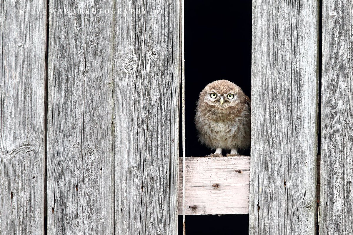 SteveWardNature's tweet photo. Hello little guy ..... Little Owlet entering the big wide world @BBCEarth  @LivEchonews @LBMLT @YOLiverpool @CountryfileMagpic @WildlifeMag https://t.co/2LSk2Ay5XE