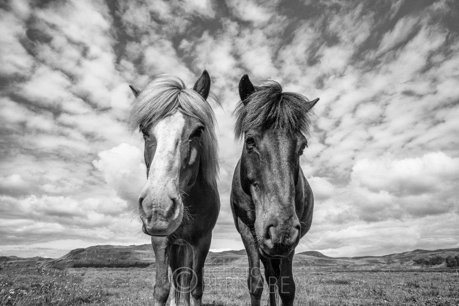 bernabephoto's tweet photo. A pair of Icelandic horses in black and white, Hveragerdi, Iceland #photography https://t.co/SHzcru3kZn