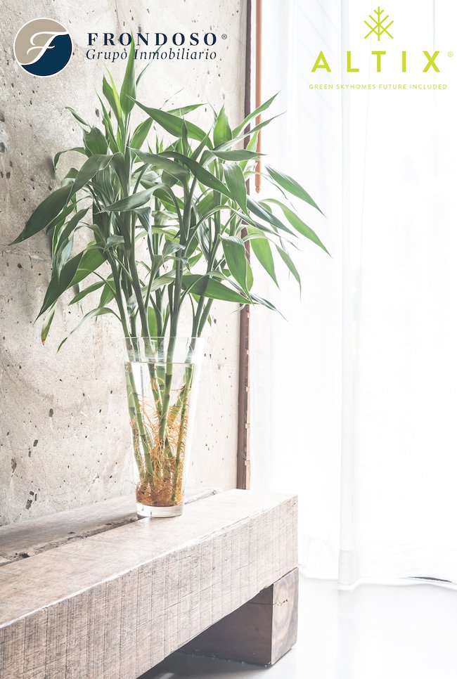 AltixSkyhomes's tweet photo. El #FengShui dice, el bambú,  atrae la buena fortuna y aporta energía positiva al espacio donde se encuentre. ¡Excelente diseño y vibra! https://t.co/QCjonn0YJf