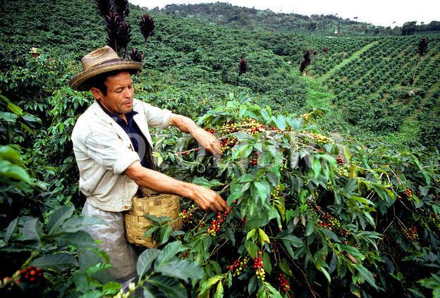 Did you know that 40% of the world's coffee is produced by Brazil and Colombia?

#CoffeeFact #LocalCrema
