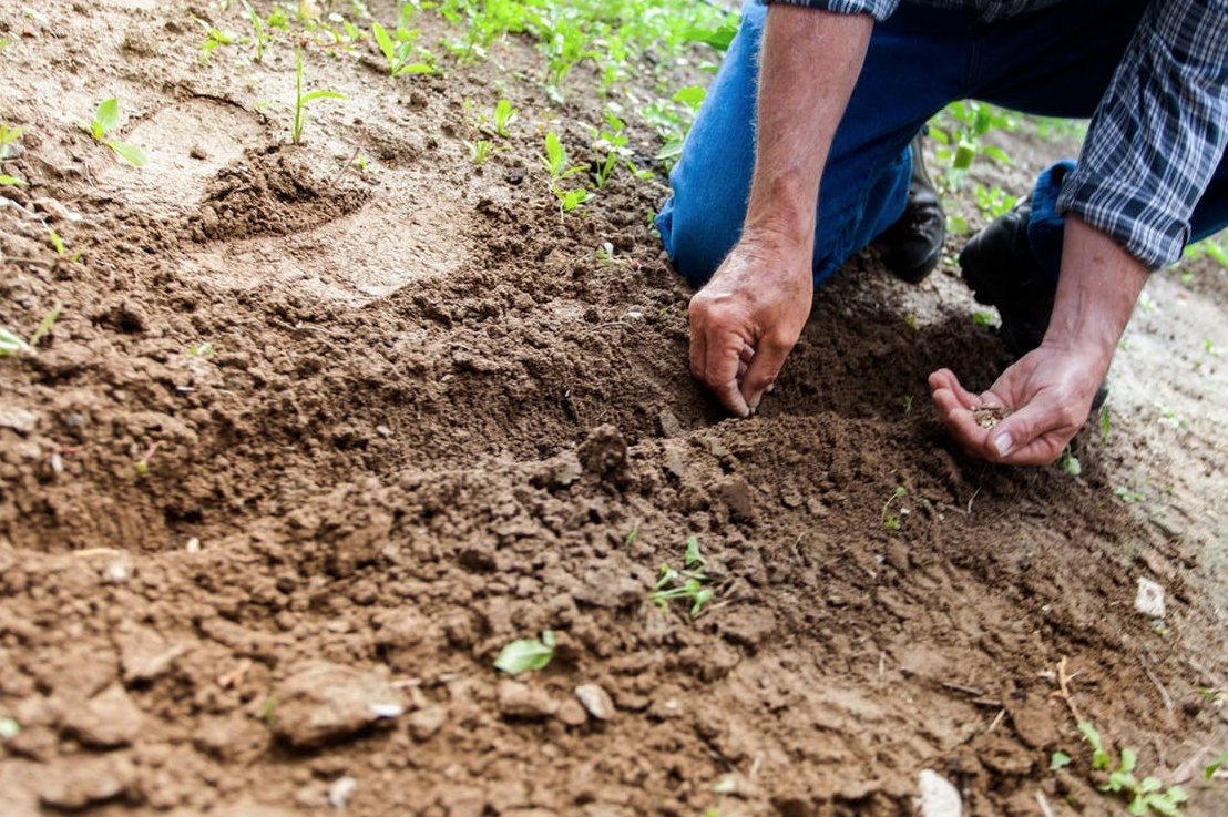 A brief lesson in #plants, sound therapy, and why we play it for our plants. #grownherefarms
ow.ly/jLlE30dHI2w