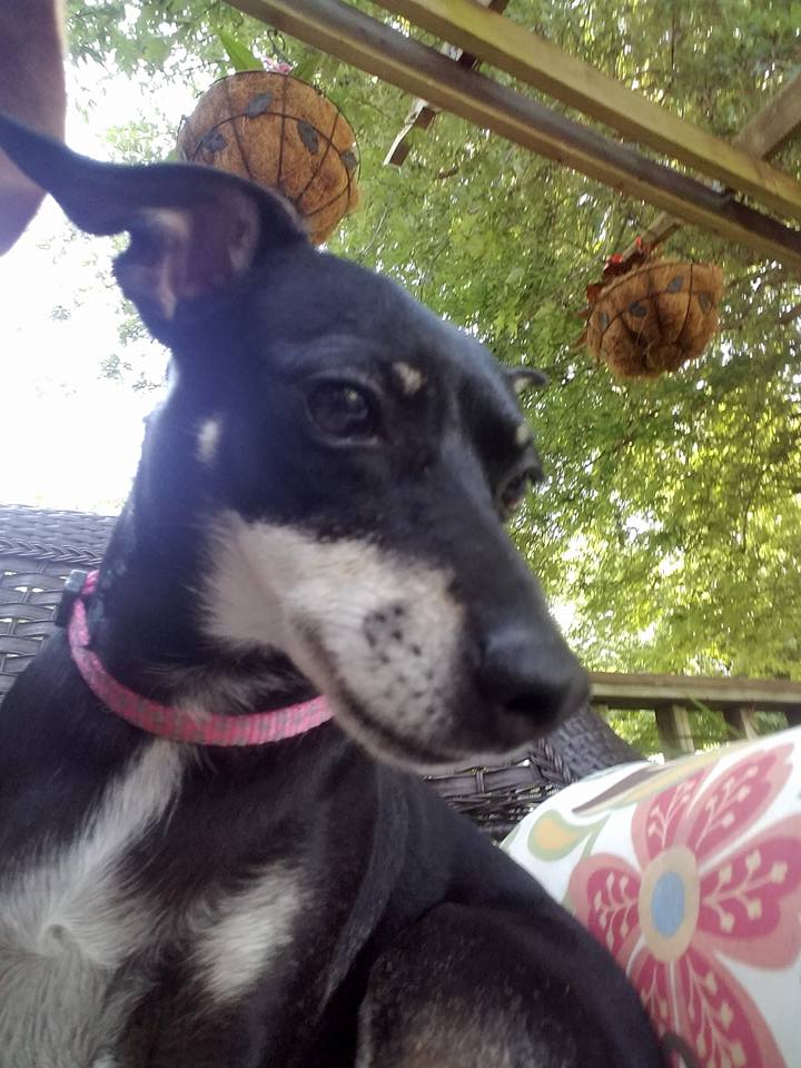 SpaceForceCad's tweet photo. It's Miss Poppy's #GotchaDay! Happy 3 years! #AdoptDontShop #ResueDog #ChiweeniesRule https://t.co/TLuRigjpS6
