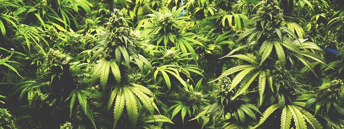 ctricot's tweet image. #BigData: Using Big Data In Cannabis Legalization To Understand Successes ... #ChiefDataSF buff.ly/2uHctA7