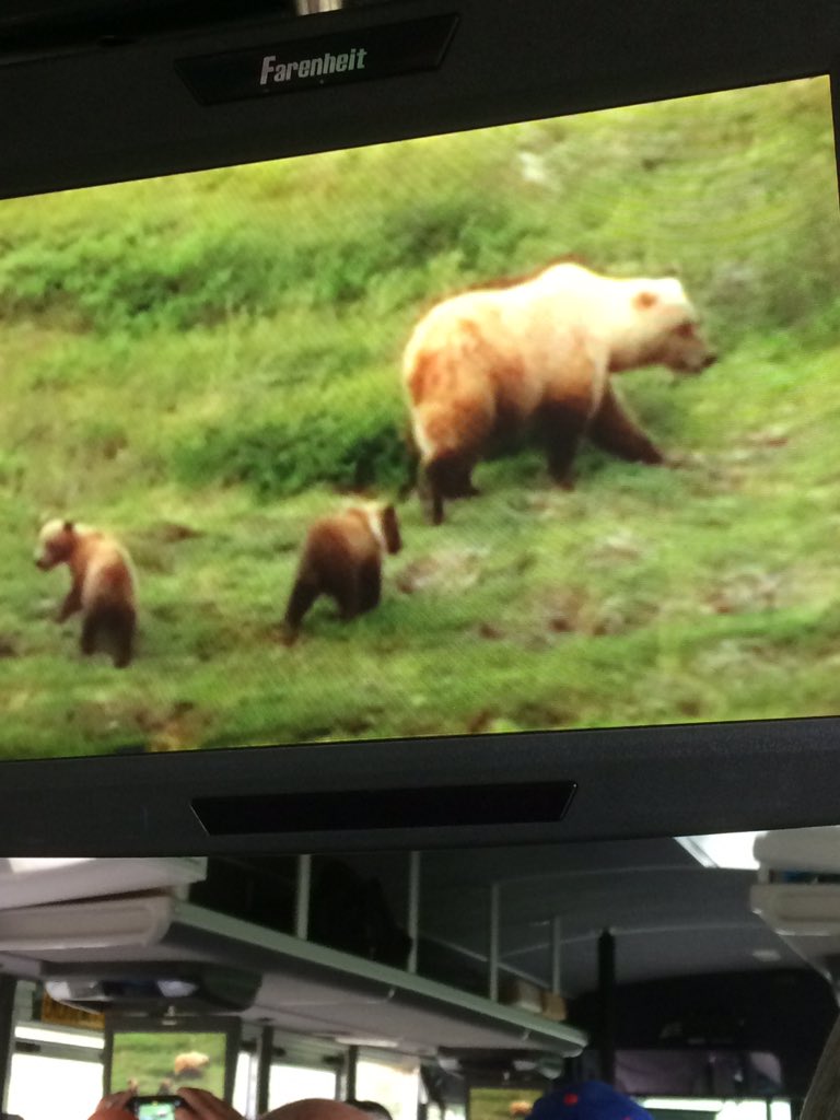 ajbw3a's tweet photo. Animals!!! Courtesy of our driver's zoom #trafalgarinsider #simplytrafalgar #denali https://t.co/L6JorKcsUC