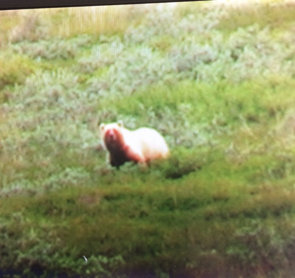 ajbw3a's tweet photo. Animals!!! Courtesy of our driver's zoom #trafalgarinsider #simplytrafalgar #denali https://t.co/L6JorKcsUC