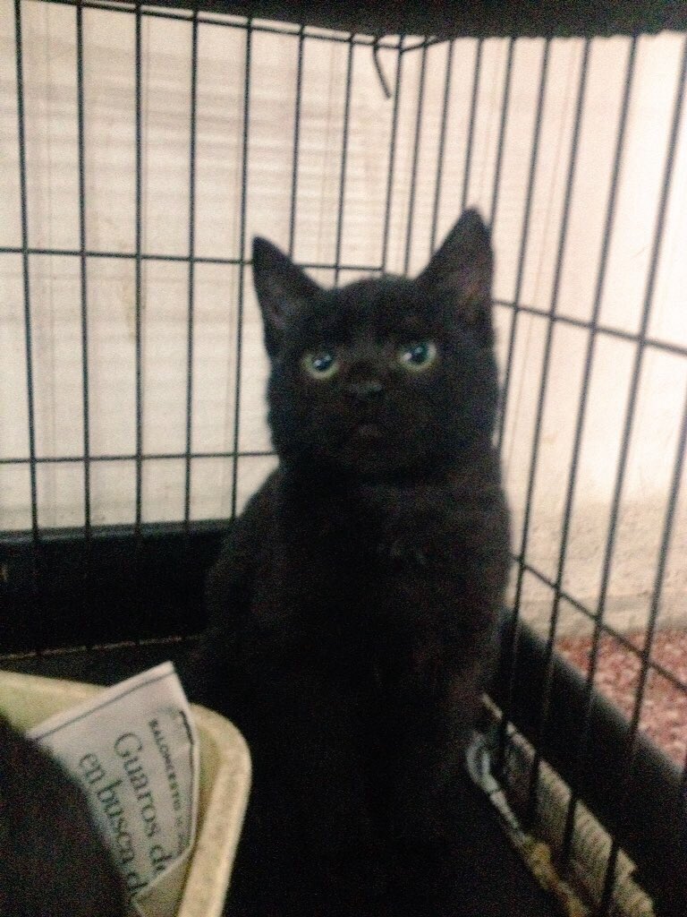 MASCOTASDECALLE's tweet photo. Madre e hijo esperan desde hace meses por adoptante responsable,ambos merecen tener un final feliz,adóptalos y abre espacio a más rescates!! https://t.co/WrrV9idB0t