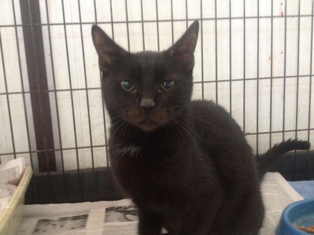 MASCOTASDECALLE's tweet photo. Madre e hijo esperan desde hace meses por adoptante responsable,ambos merecen tener un final feliz,adóptalos y abre espacio a más rescates!! https://t.co/WrrV9idB0t