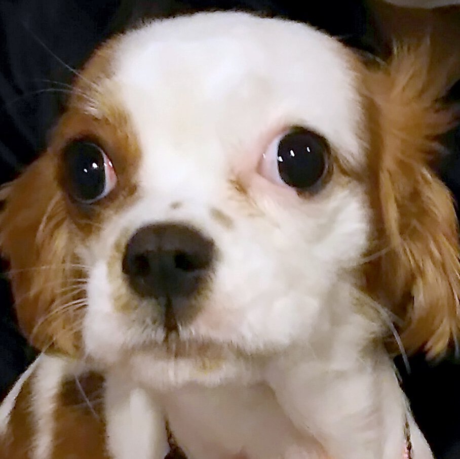 ゆみ子とブヒ Sweetdevi0704 Twitter