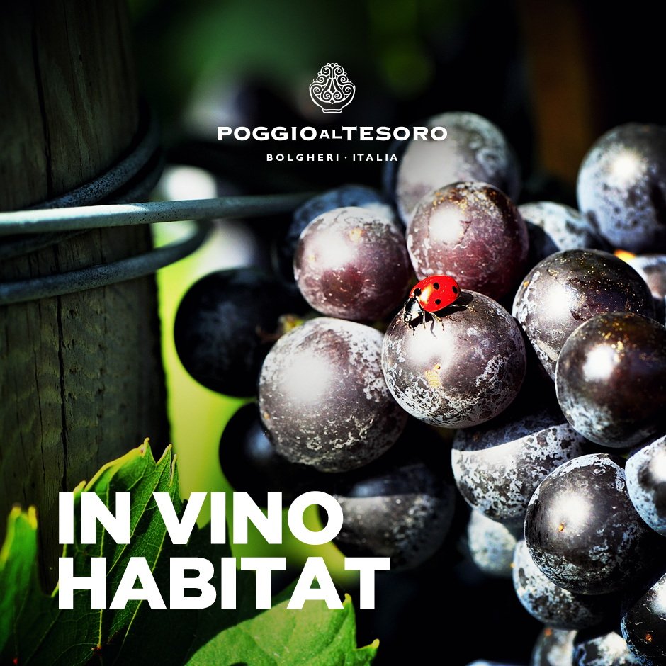 Cosa sarebbe tutto questo verde senza il mio punto di colore?
#poggioaltesoro #invinohabitat #bolgheri #green #natura #nature #tuscana #vino