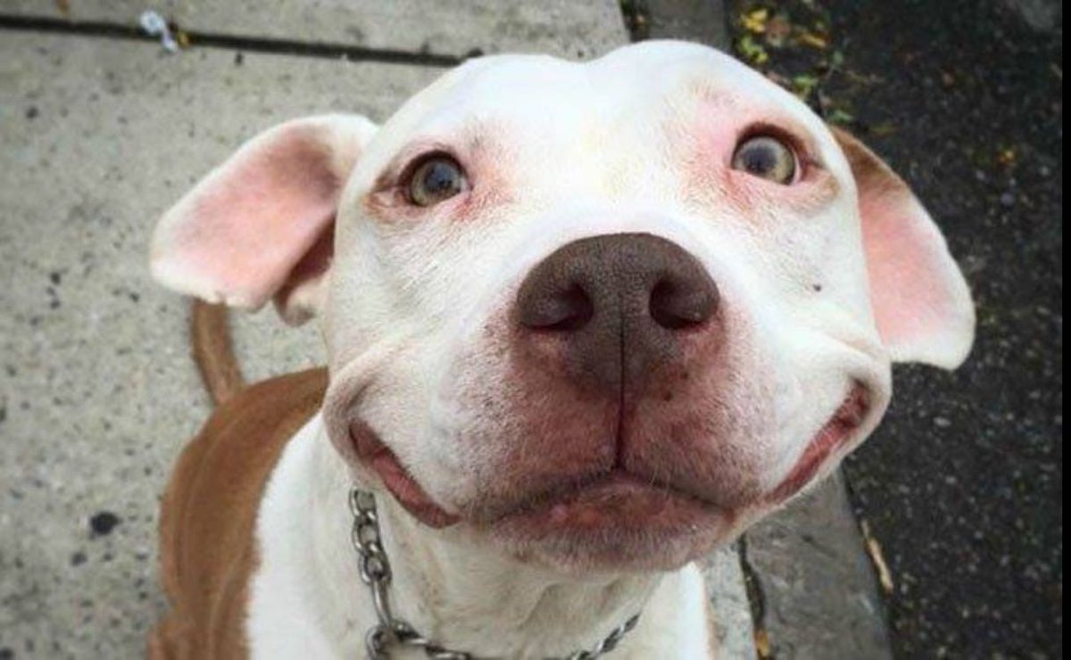 texaswordpress's tweet image. Looking forward to #ASE17!!