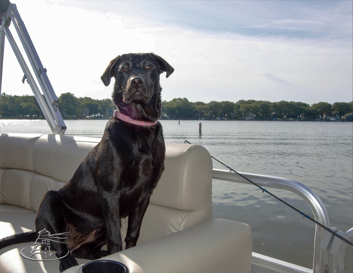 viaggiopontoon's tweet photo. That face kills me! ππ So serious! #pontooning #pontoondogs #dogs #mistyharbordogs π https://t.co/QKyACIoiVE