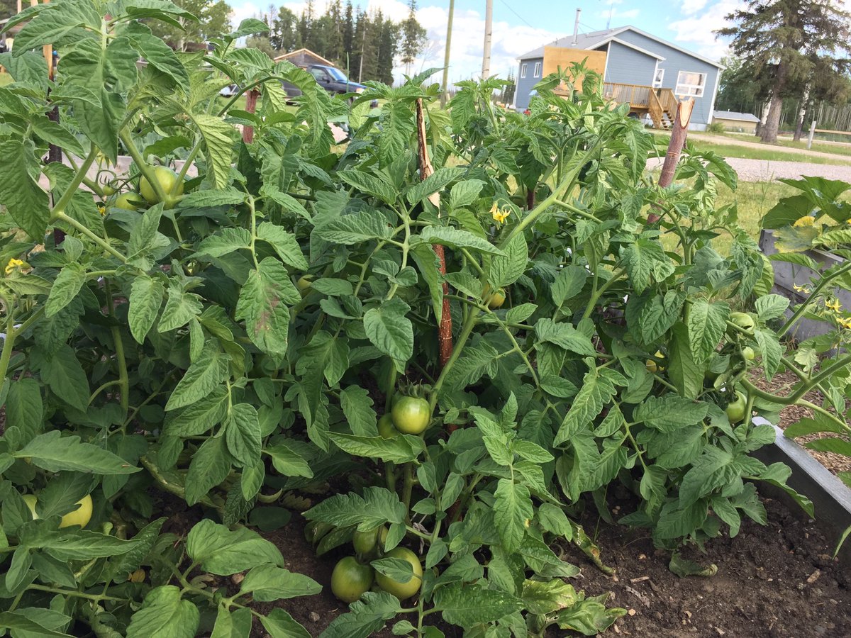 Tomatoes in Kakisa!!! The gardens are awesome this year! Thanks again <a href="/NFTInwt/">NFTI</a> !