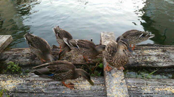 FloatHome4Sale's tweet photo. Momma Martha &amp; her Cinco squad has been stopping by in the evenings for some tasty cracked corn.. they are now big as she is ❤ https://t.co/VX4HtHx7d1