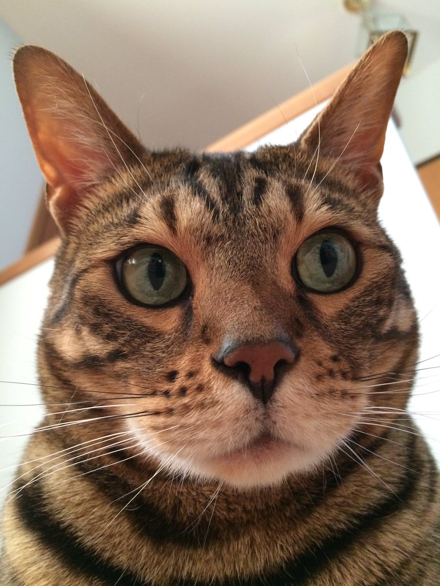 cheetohcat's tweet photo. Brothers always ruin everything. #selfies #darndog #CatsOfTwitter https://t.co/L0vqgvW7iw