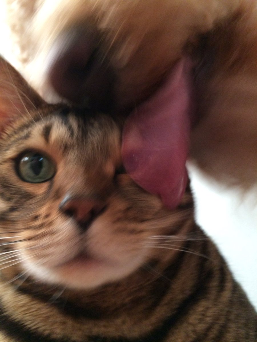 cheetohcat's tweet photo. Brothers always ruin everything. #selfies #darndog #CatsOfTwitter https://t.co/L0vqgvW7iw
