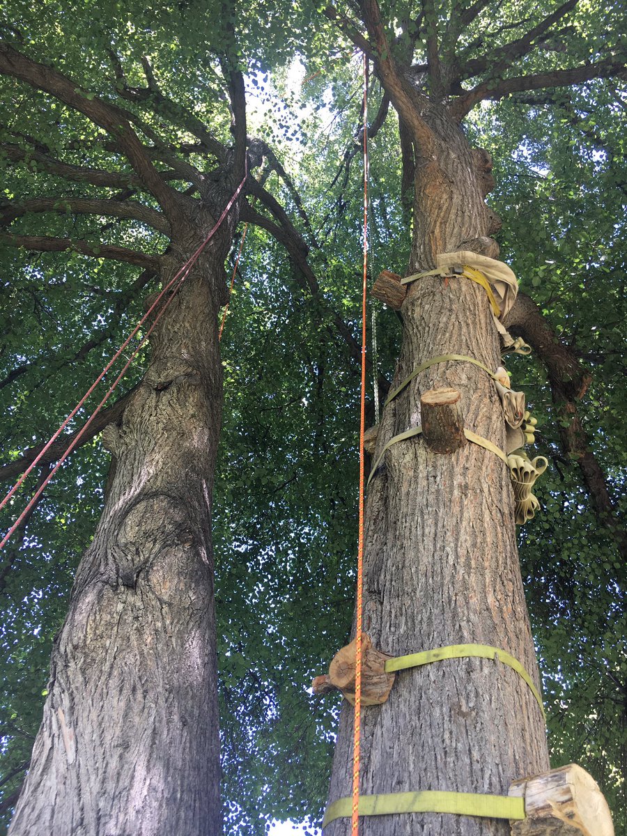 CarissaMc's tweet photo. Going to @BeASmartAsh &amp; keep my feet on the ground, but excited to see some professionals conquer this baby during #ISATreeClimb today! https://t.co/XCAEpP77Xd