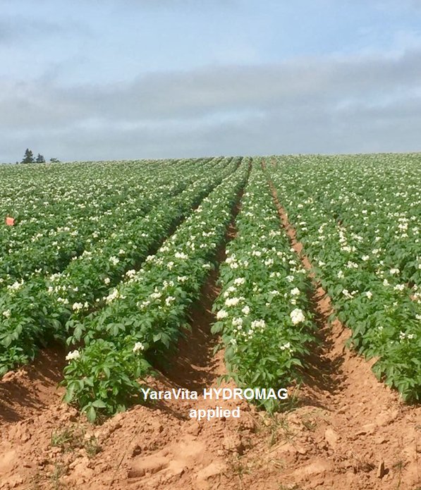 #Magnesium promotes chlorophyll production &amp; CO2 uptake. The result: bigger, better quality tubers. #YaraVita HYDROMAG #knowledgegrows