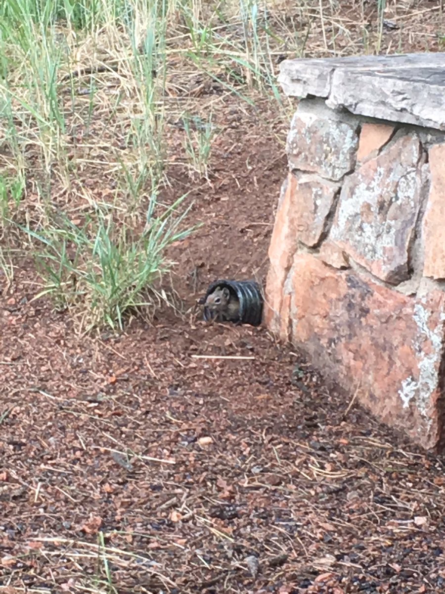 JCOSRanger15's tweet photo. I have company as we wait out the storm @ #FlyingJRanch #jeffcotrails @JeffcoOpenSpace https://t.co/hNC8gHI2dX