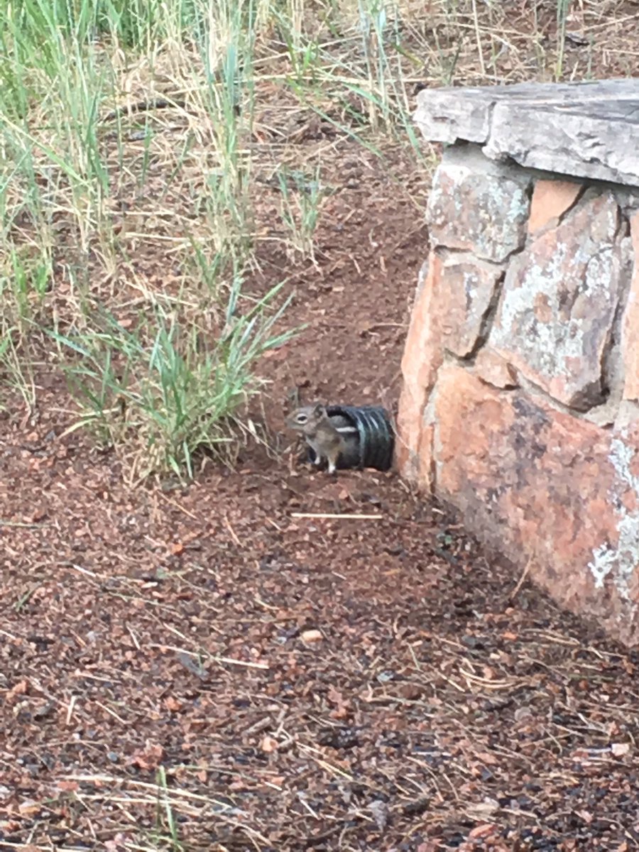 JCOSRanger15's tweet photo. I have company as we wait out the storm @ #FlyingJRanch #jeffcotrails @JeffcoOpenSpace https://t.co/hNC8gHI2dX