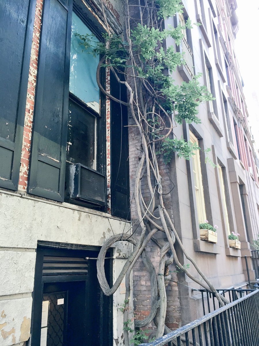 𝙲𝚎𝚕𝚒𝚊 𝙸𝚎𝚛𝚊𝚍𝚒 𝚜𝚑𝚎/𝚑𝚎𝚛 tweet media