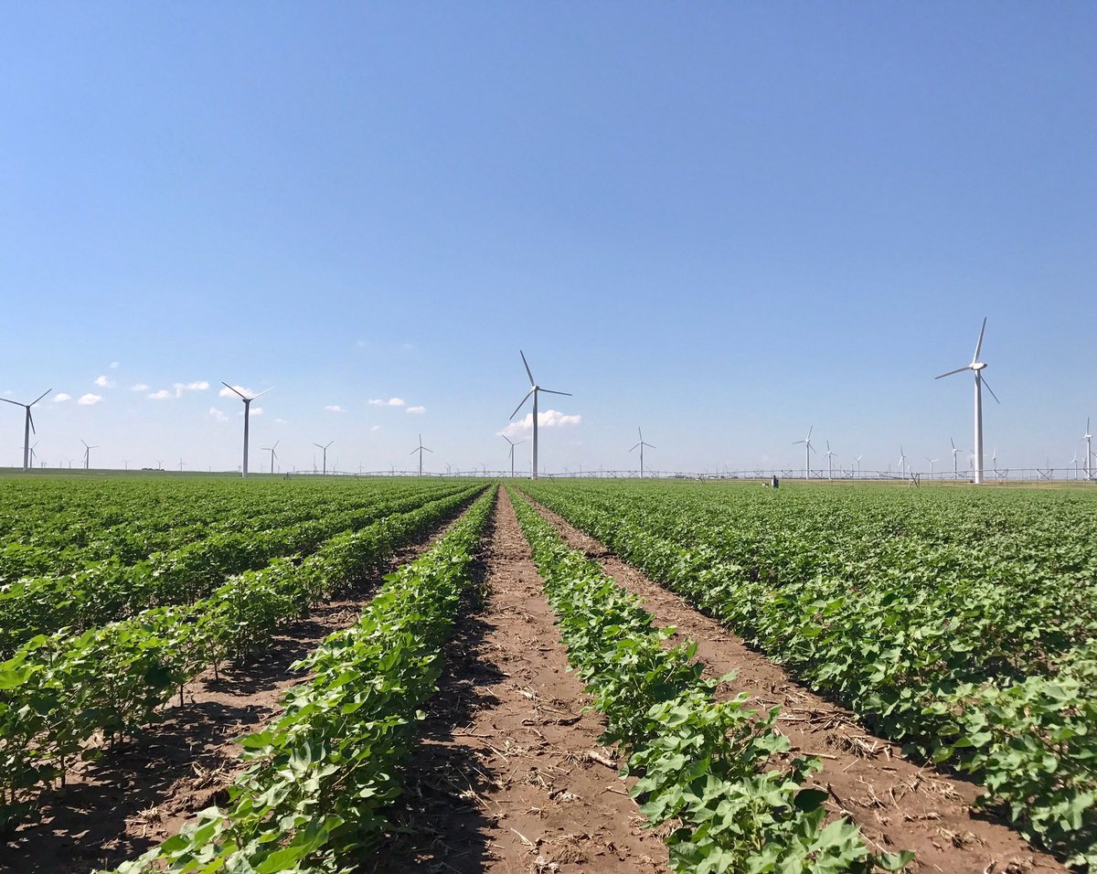 ChoiceCottonCo's tweet photo. Our #CottonChoiceOfTheWeek comes from the windmill country of West Texas in Nolan County." #ChoiceCotton #windmillcountry" https://t.co/2wVJ6MbqfI