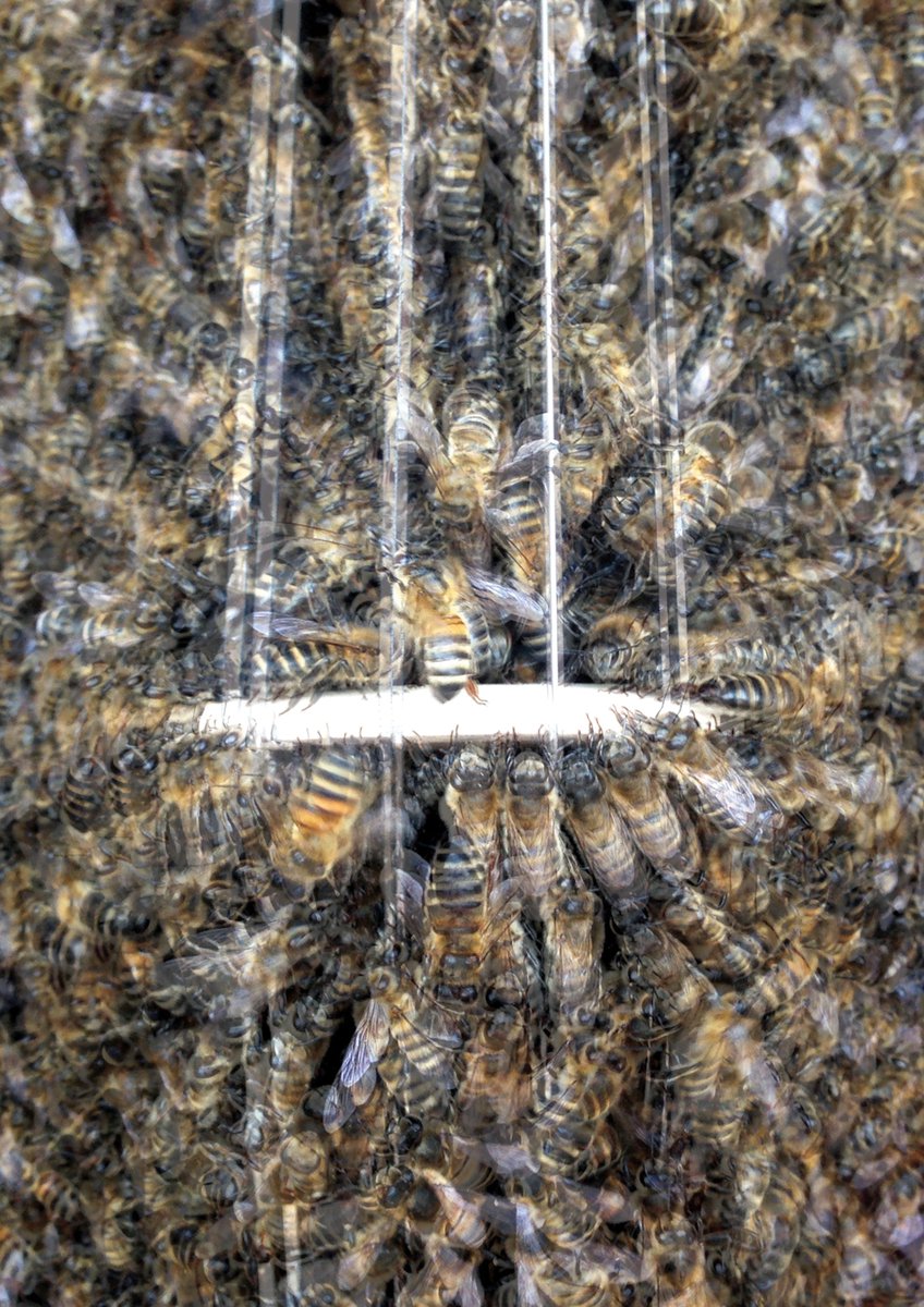 beeandman's tweet photo. BE play live with 50,000 bees at Coventry Cathedral on 7th October 2017 raising awareness of World Mental Health Day https://t.co/dGIK3e6ewr https://t.co/HHGhvOEMTg