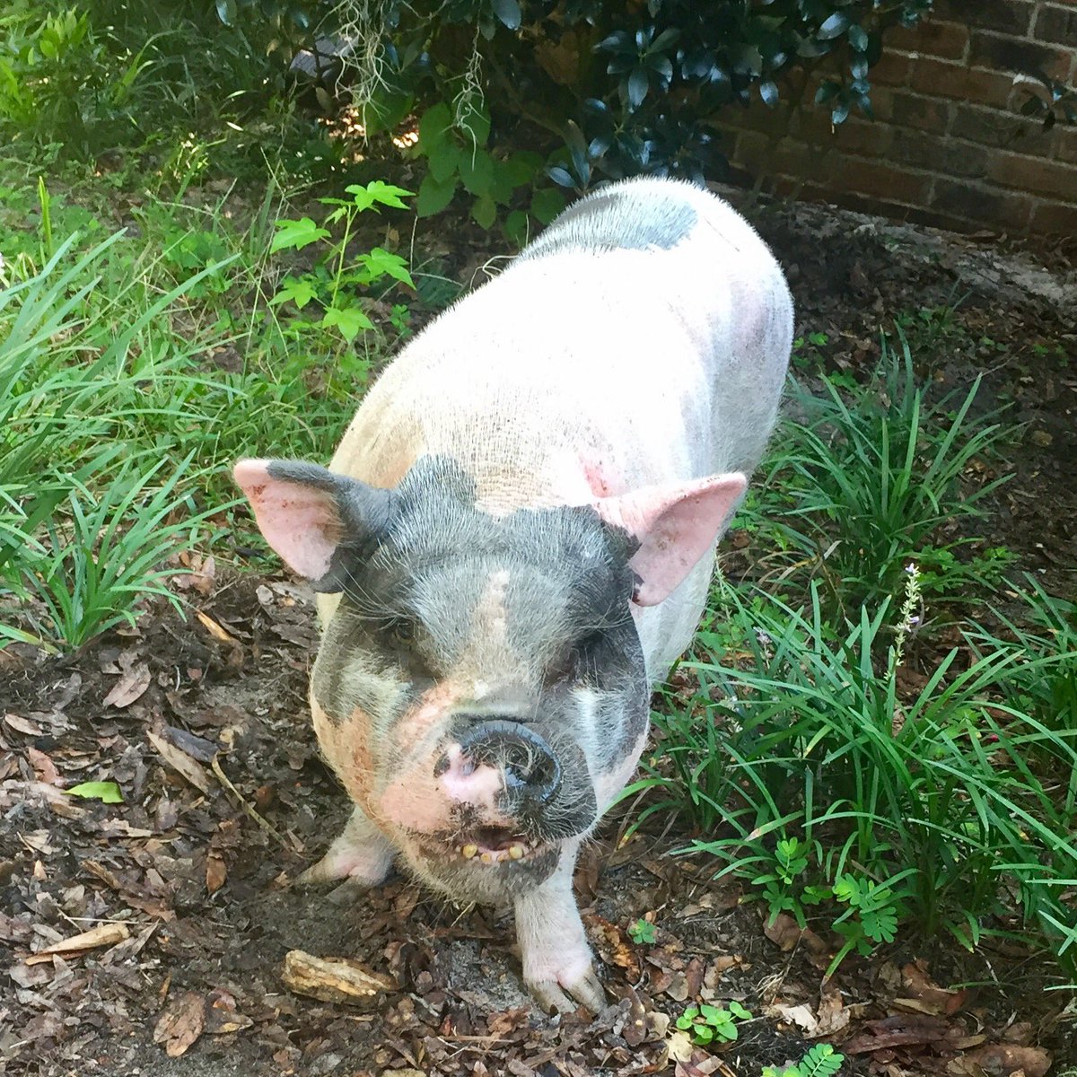 reigningfrog's tweet photo. Sweet Emma, one of my pig nieces. #pigsitting https://t.co/ll2nCaztta