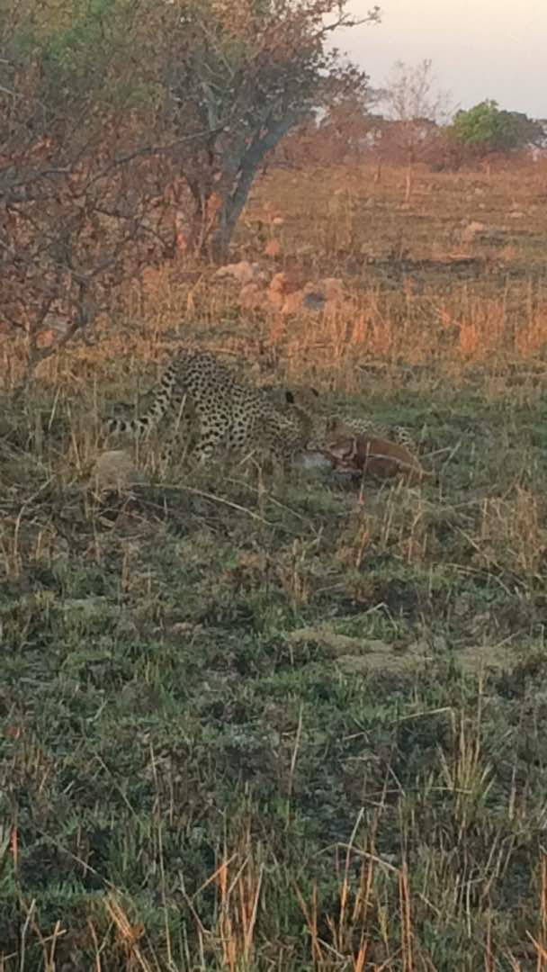 Cheetahs eating a Puku @ Ila Safari Lodge.