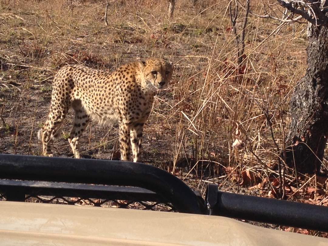 Ila Safari Lodge (@ilalodge) on Twitter photo 