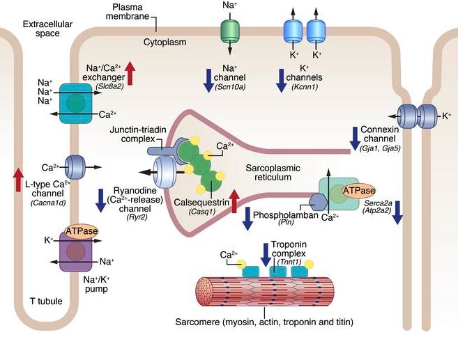 CRSM_UTSW's tweet image. Baskin et al (Olson group) - &quot;MED12 regulates a transcriptional network of calcium-handling genes in the heart&quot; insight.jci.org/articles/view/…