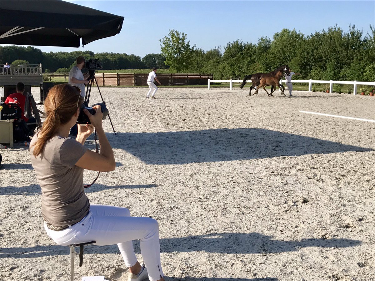 SELLVeulenveilingBra tweet media