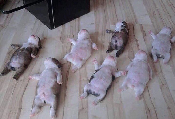 xPedroLucas's tweet photo. Coisinhas mais fofas 😍 https://t.co/go3SyrDYTN