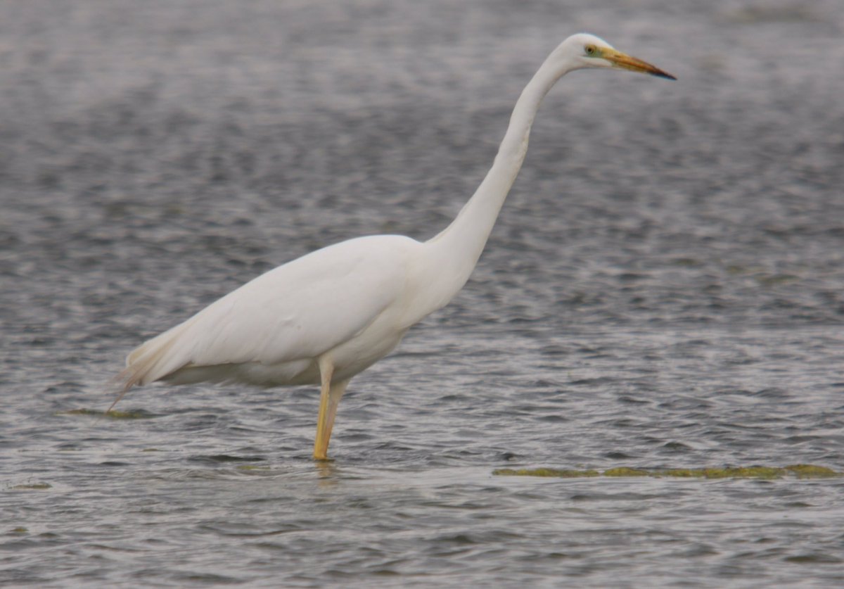 flako1959's tweet photo. Great White Egret. A few years ago, I would have been trampled in the rush. @RSPBSaltholme @clevelandbirds #digiscoped #gx80 #Kowasystems https://t.co/6hZXEOLpyK