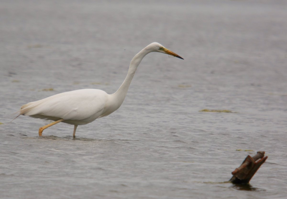 flako1959's tweet photo. Great White Egret. A few years ago, I would have been trampled in the rush. @RSPBSaltholme @clevelandbirds #digiscoped #gx80 #Kowasystems https://t.co/6hZXEOLpyK