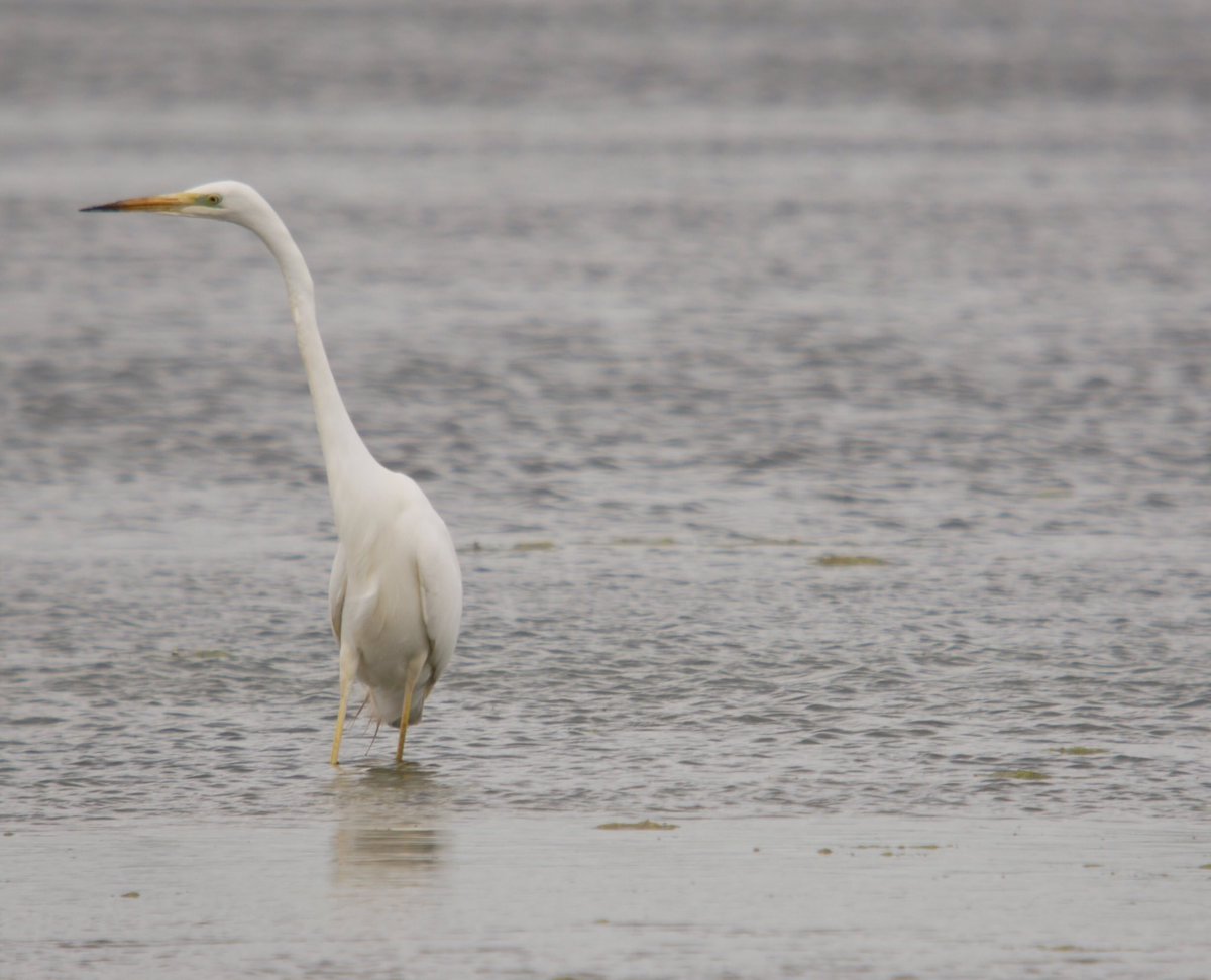 flako1959's tweet photo. Great White Egret. A few years ago, I would have been trampled in the rush. @RSPBSaltholme @clevelandbirds #digiscoped #gx80 #Kowasystems https://t.co/6hZXEOLpyK