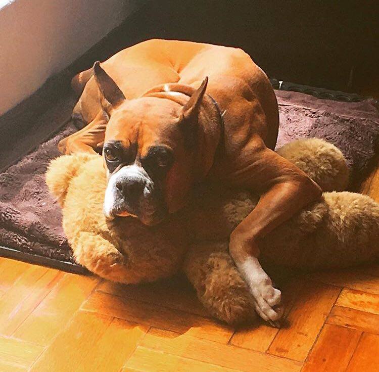 Digilant_CL's tweet photo. ¡Hoy celebramos el #DíaMundialDelPerro! En DIGILANT somos pet-friendly y hemos fomentado la adopción de perros con Digilant Cares 🐶 https://t.co/0H1nXohnjP