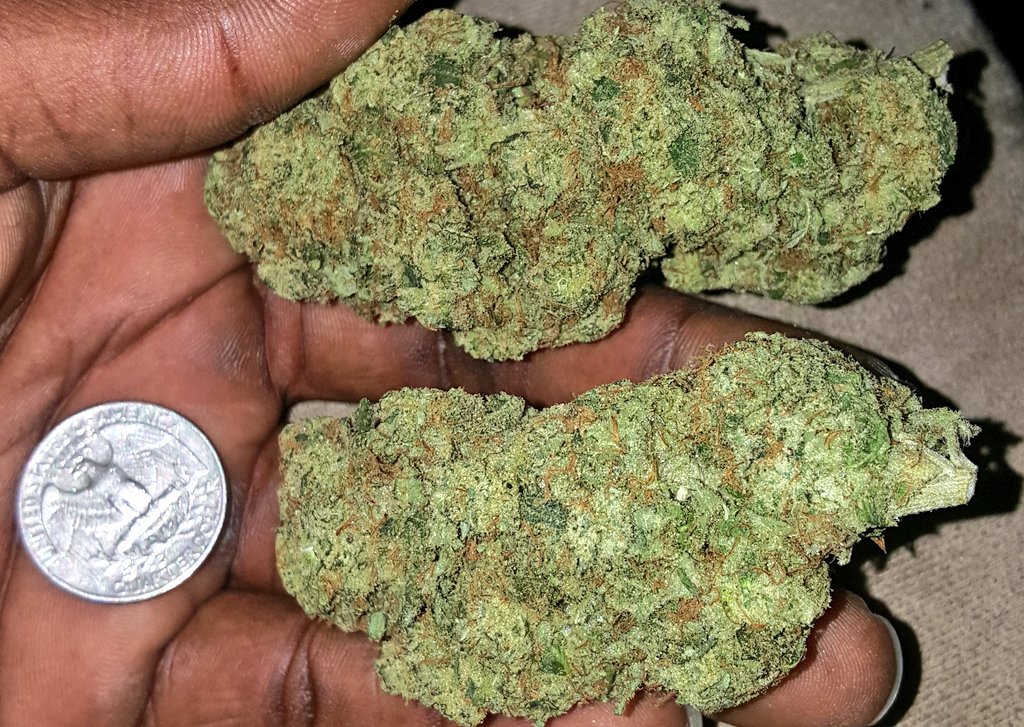 madmax_ky's tweet photo. These nugs weigh a half, im finna stuff em in  woods 😤😤😤😤😤😤😤👌🏿👌🏿👌🏿👌🏿👌🏿 https://t.co/o0GspJ1Ut6