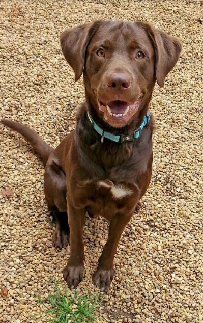 caspca dogs for adoption