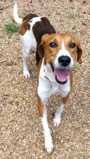 caspca dogs for adoption