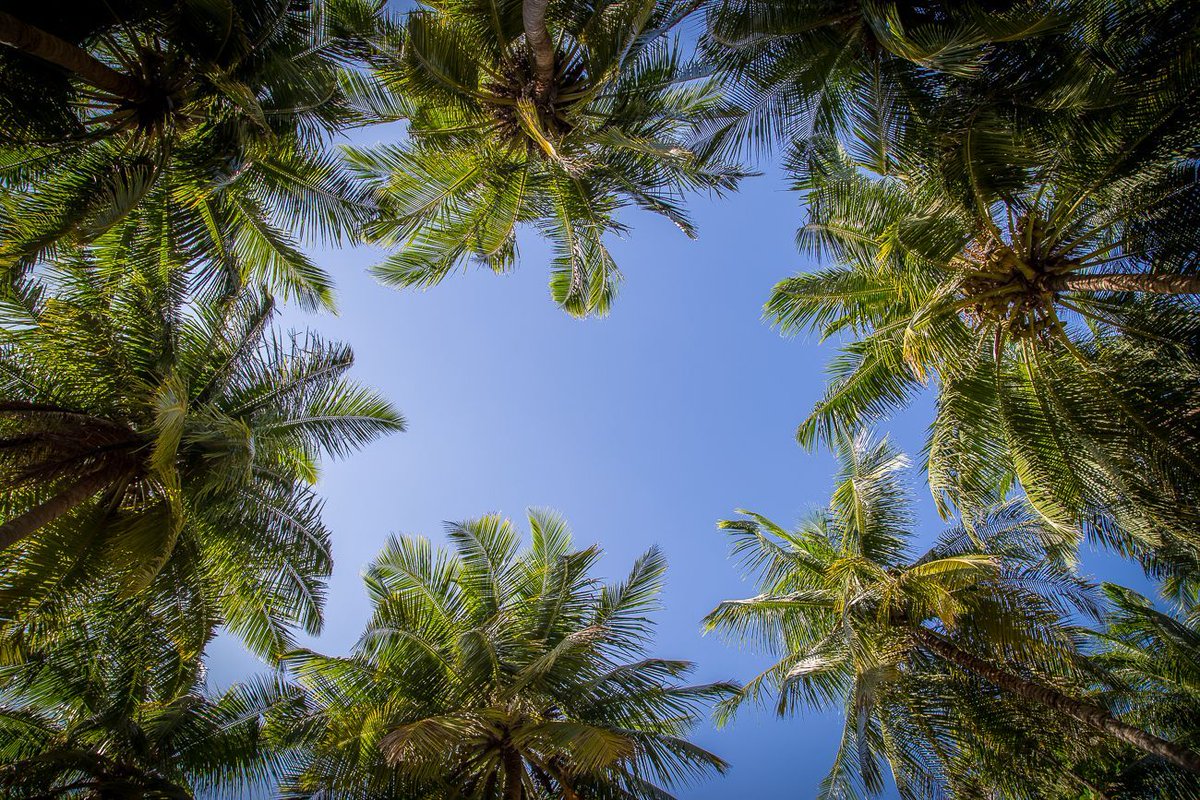 pbmaldives's tweet photo. look up and enjoy the view...
Only at Palm Beach Resort &amp; Spa https://t.co/gYeKogmSat