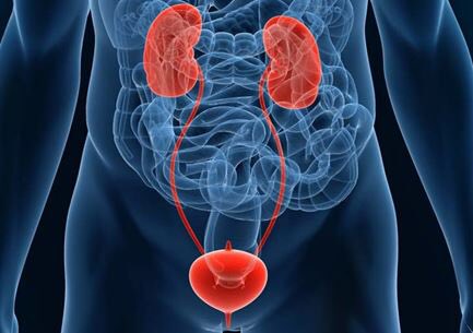 UrologoSV's tweet photo. El #urologo evalúa y trata problemas de riñones, vejiga, uretra en hombres y mujeres; próstata y genitales en hombres #urologosv #urogotas https://t.co/5HTudbqHLI