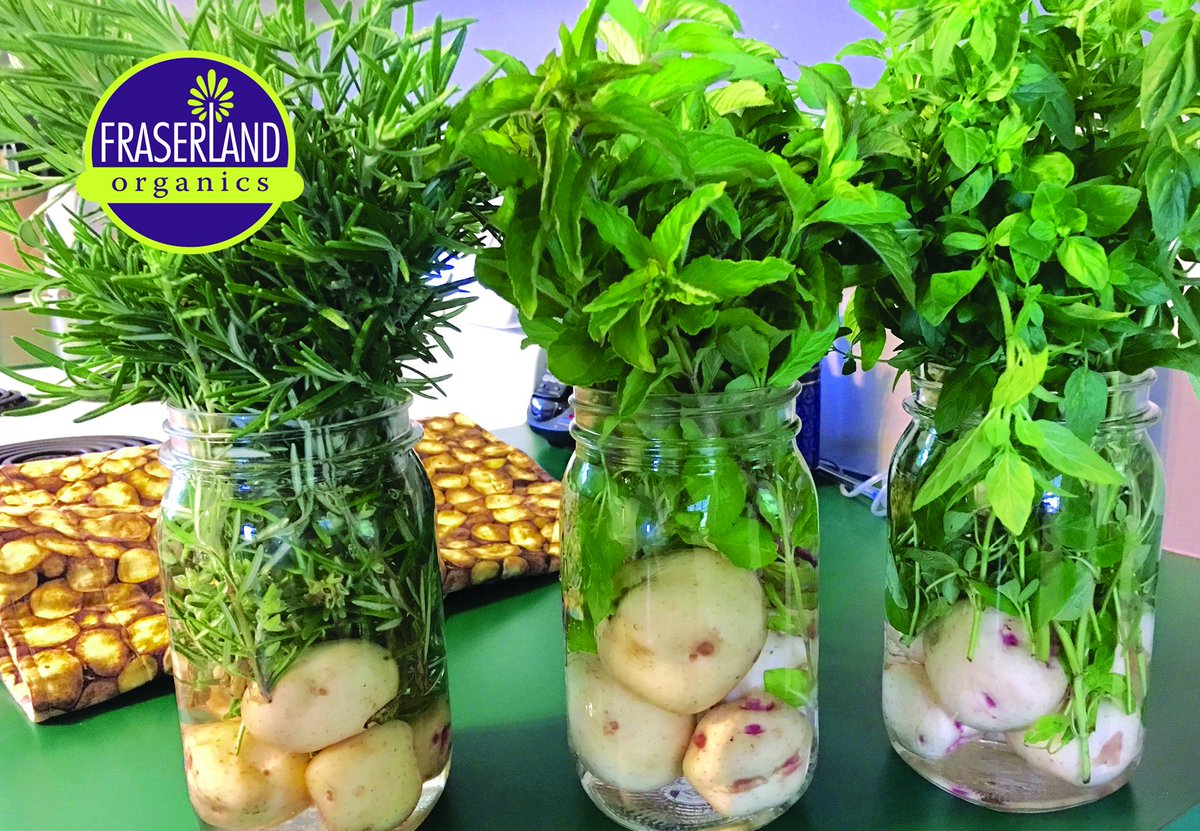 fraserlandfarms's tweet photo. How cute are these...Great idea for a weekend BBQ !
...maybe boil some up with some butter too
#potatoideas #creativepotatoes #organicwarbas https://t.co/xAvOo7TCB6