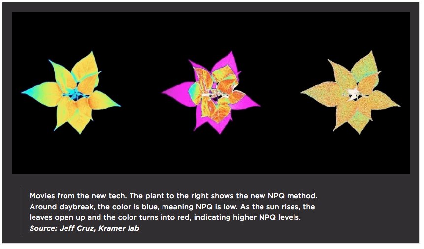 msuresearch's tweet photo. MSU's new technology makes "movies" of photosynthesis in action to improve plants, increase crop yields https://t.co/8KMjXLp6AV https://t.co/D42zU5TFeQ