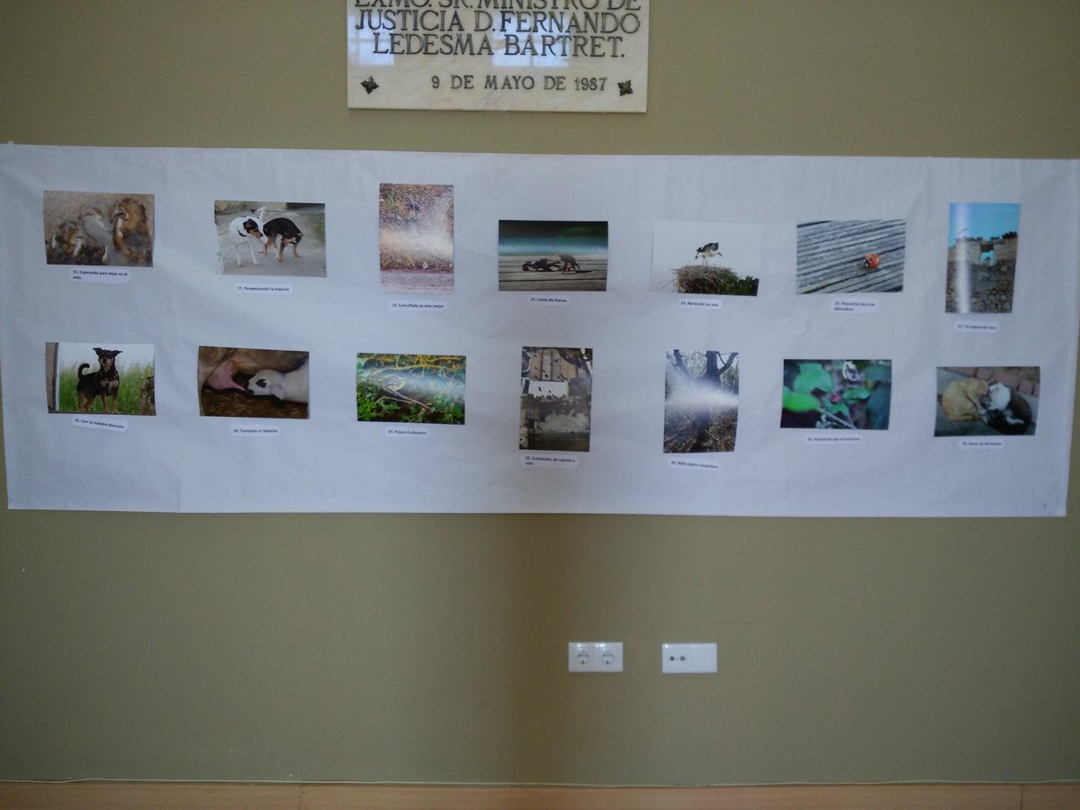 AJCastromonte's tweet photo. Y está abierta la exposición de #objetivotorozos en las escuelas https://t.co/yQyDKxcuOF
