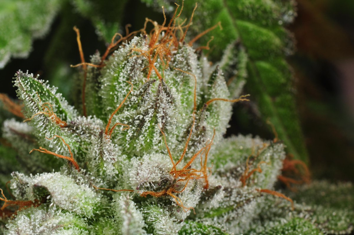 mypotguide's tweet photo. Not every dispensary has high quality buds. Make sure you're getting only the best
https://t.co/dMLCvRYJH5
#QualityBud #Kush #Dank https://t.co/oNsFq3e2BA