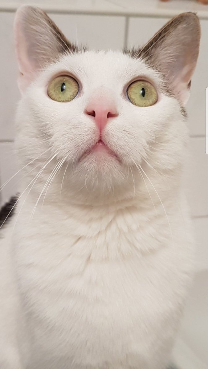 CLAASLEXIONde's tweet photo. #RJP17 Katze Miau https://t.co/PN9FtSJoaB