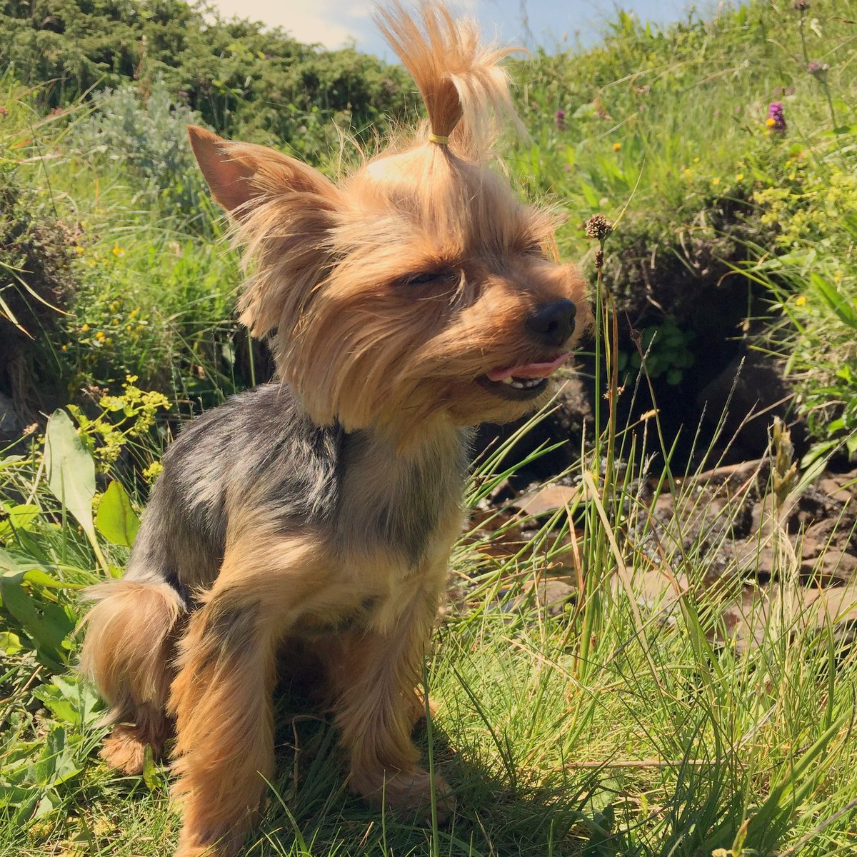 Yorkie Life tweet media