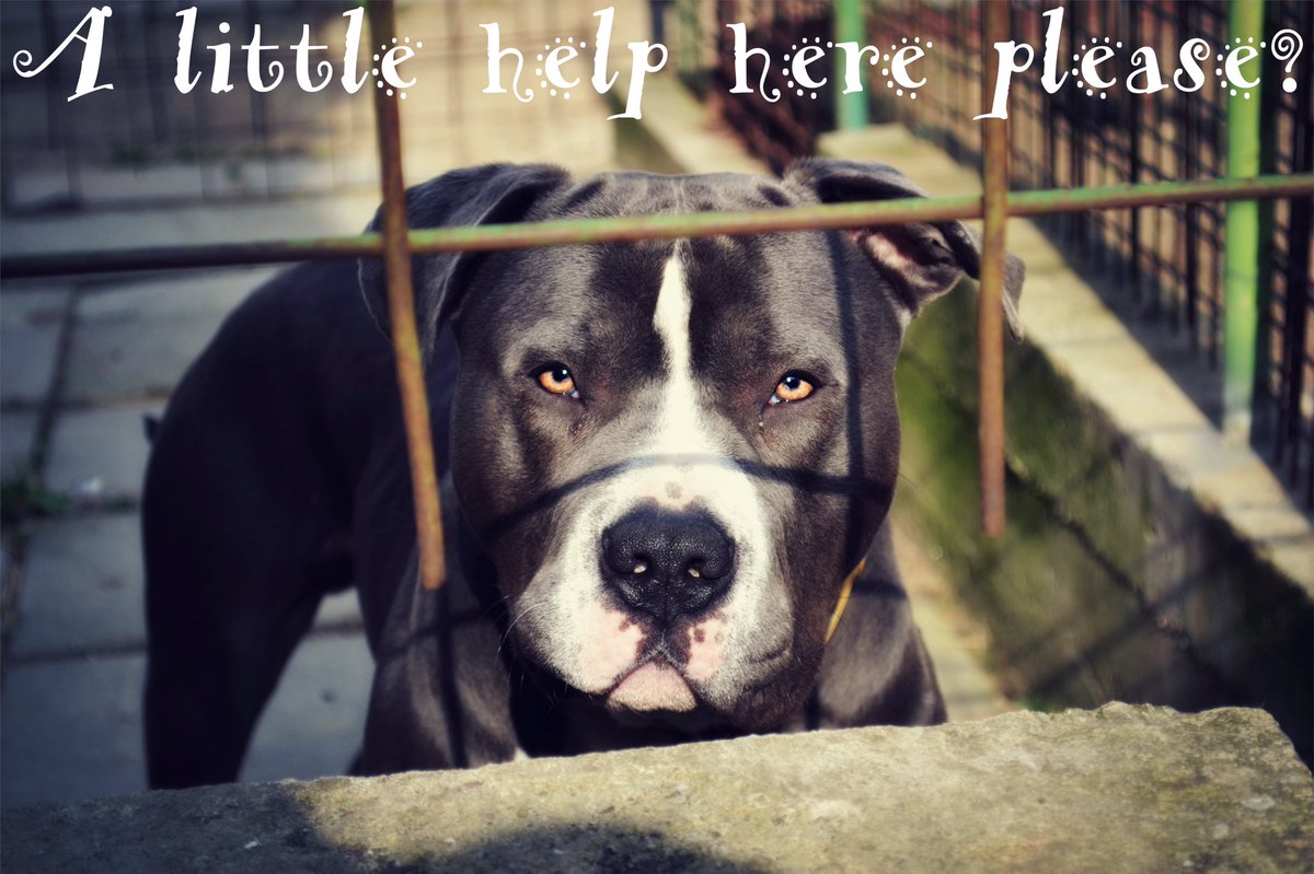 Little_Pit_Shop's tweet photo. Approximately 1,000,000 Pit Bulls are Euthanized each year. Help Us Save a Pit! https://t.co/ayyGkOYA30 #saveapit https://t.co/pV3d7mNpxz