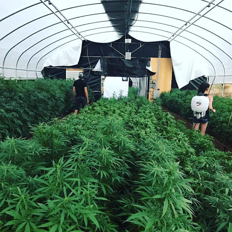 GiftedGrower's tweet photo. Morning Duties @backyardfarming_ #Chroncierge #BackYardFarming # https://t.co/EfipbpqLUy https://t.co/hPH4FiVlNF