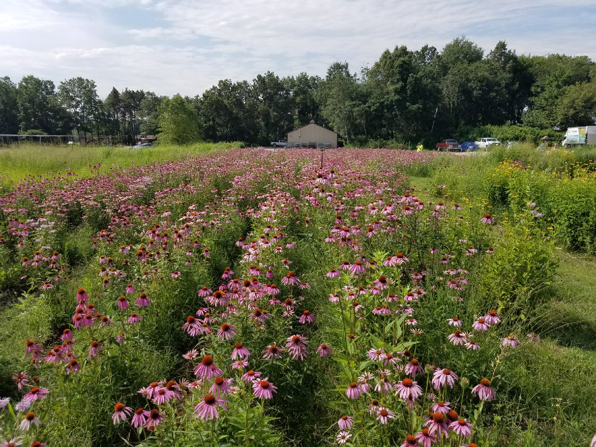 kibiorg's tweet photo. #KIBexpert Ethan Olson gave a presentation at @CardnoNursery today! Can you imagine a #kibees #pollinatorcount here??? Coneflower heaven. https://t.co/nNnTq8EtFc